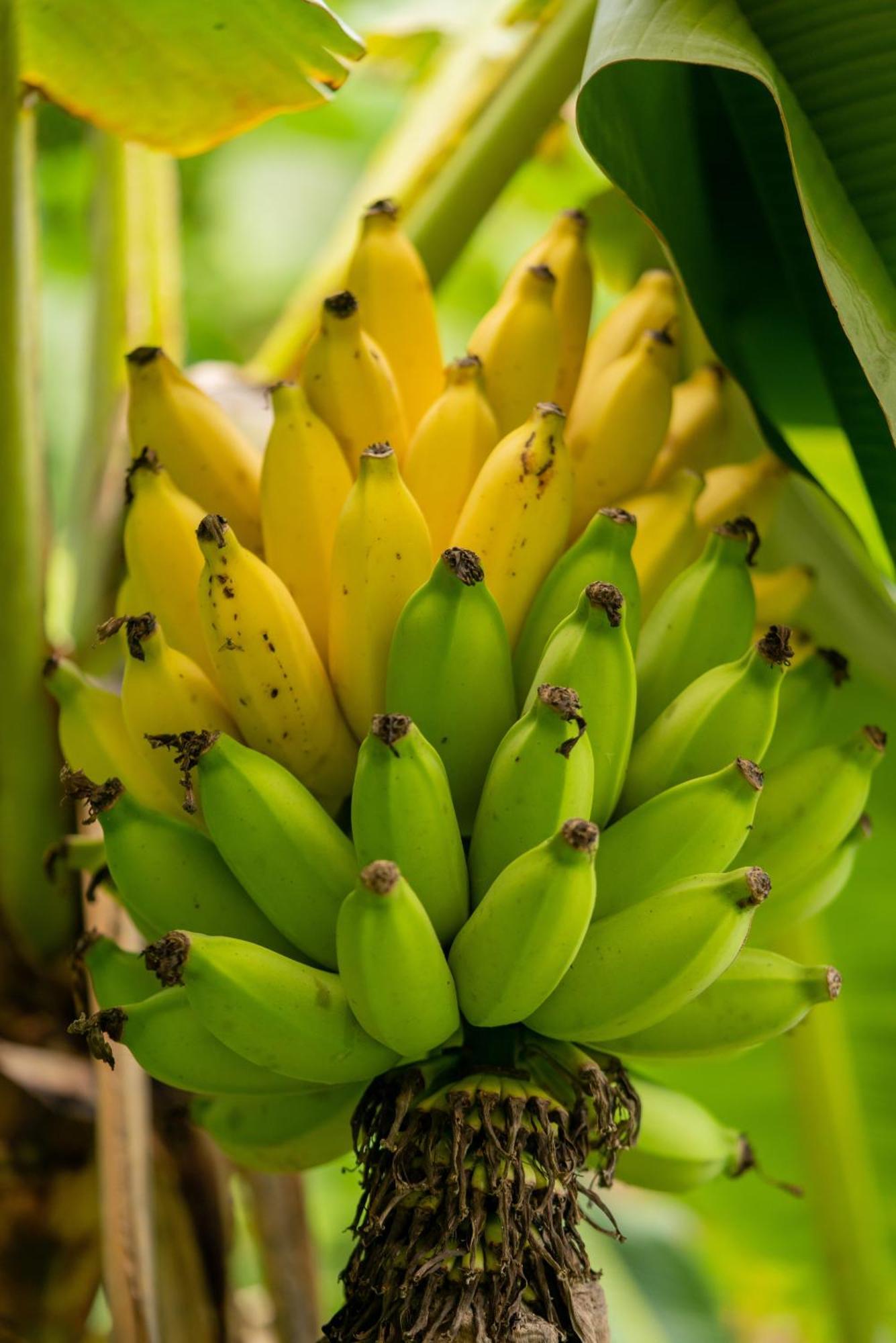 Jungle Haven Ocean Front Eco Villa On Fruit Farm Pahoa Bagian luar foto