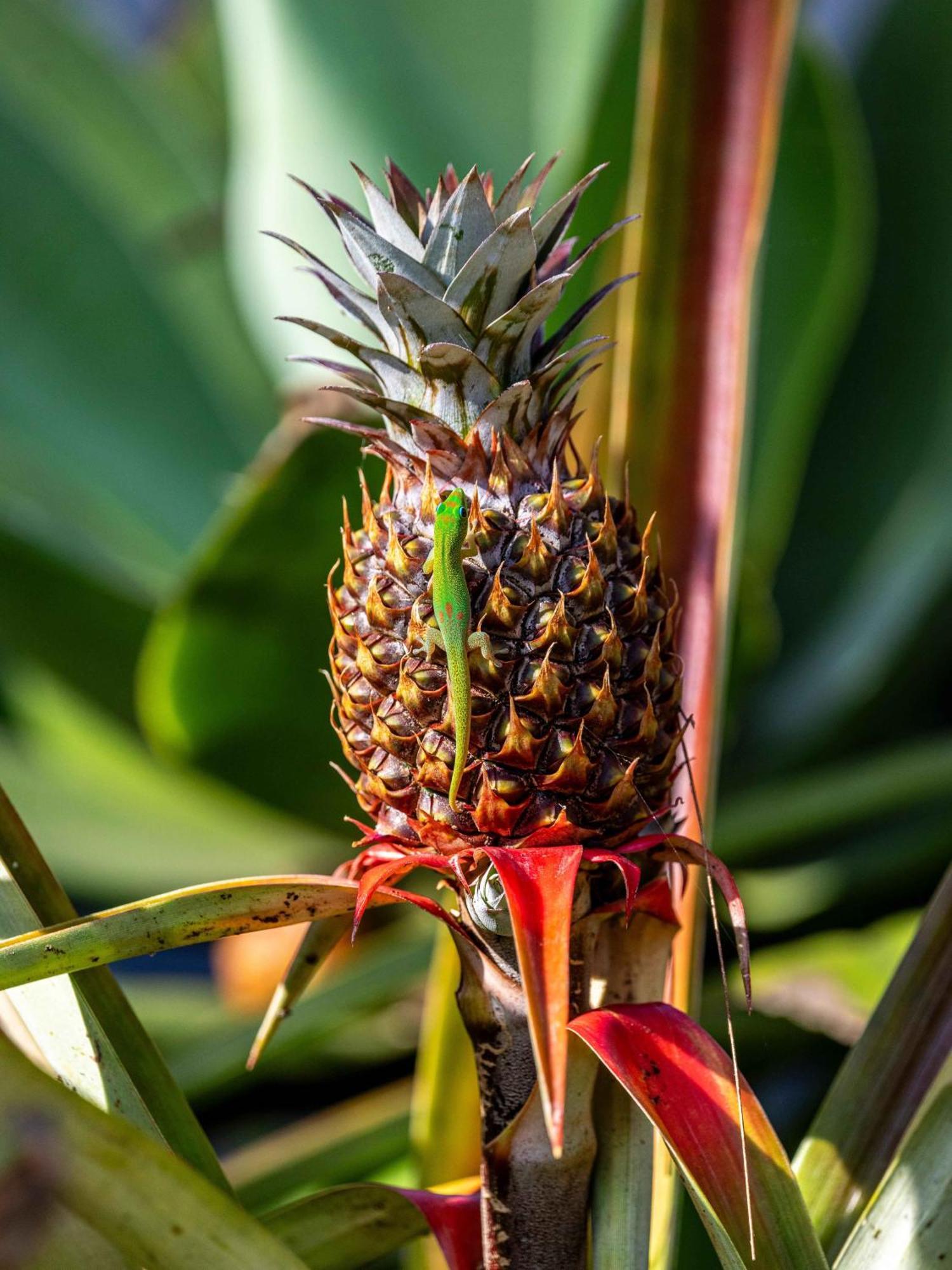 Jungle Haven Ocean Front Eco Villa On Fruit Farm Pahoa Bagian luar foto